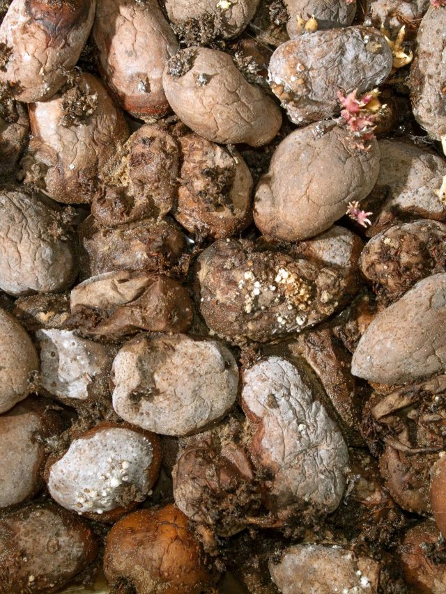 গরমে আলু-পেঁয়াজ পচা আটকে দেয়, এই ধরনের ব্যাগে স্টোর করুন; সহজ টেকনিক