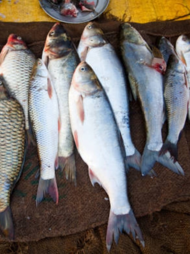 রাসায়নিকে ভরা বাঙালির প্রিয় এই ৬ মাছ, খেলেই ক্যান্সারের ঝুঁকি