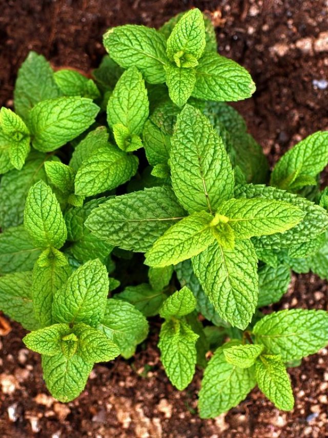 अब घर में उगाएं हरा-भरा पुदीना, पौधे में डालें ये फ्री का खाद