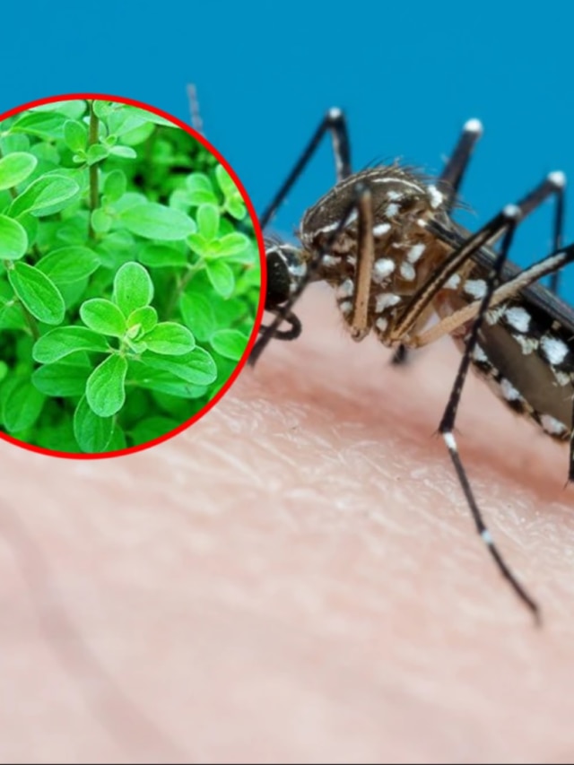 পকেটে রেখে দিন এই গাছের পাতা, মশা ধারেকাছে ঘেঁষবে না