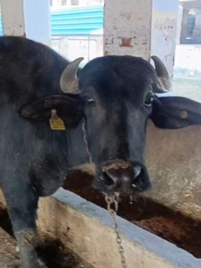 असली मुर्रा भैंस की कैसे करें पहचान, यहां जानिए ट्रिक्स