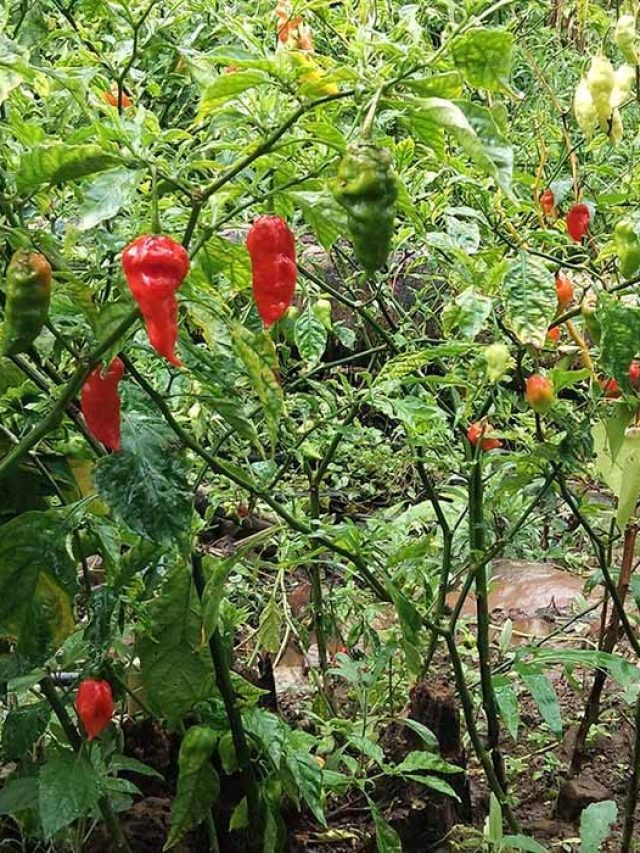 বাড়িতেই হবে লাল টসটসে 'বোম্বাই লঙ্কা', এভাবে করুন চাষ