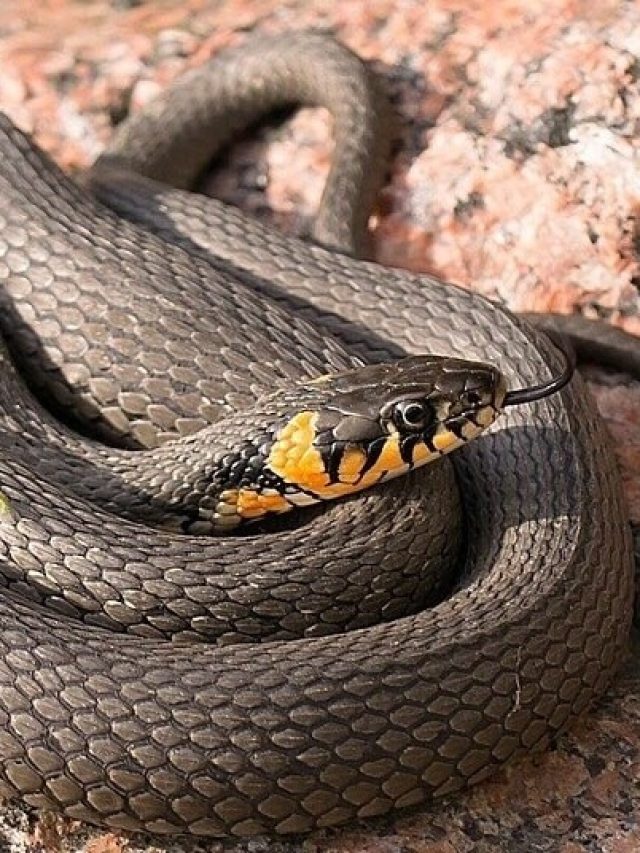 এই খাবারগুলো ঘরে থাকলে বাড়িতে বাসা বাঁধে সাপ