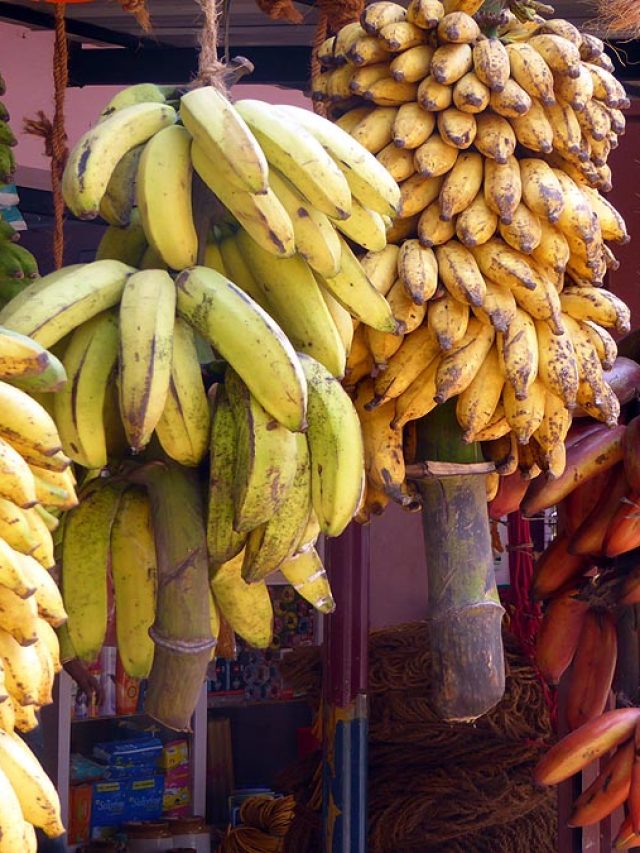 ওজন কমাতে চাইলে কলা খাওয়া যায়? জেনে ফল খাওয়ার সিদ্ধান্ত নিন