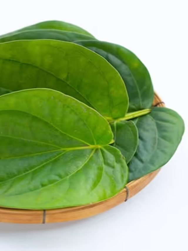 কোষ্ঠকাঠিন্য দূর হবে- ওজন কমবে এই সবুজ পাতা খালি পেটে খেলে