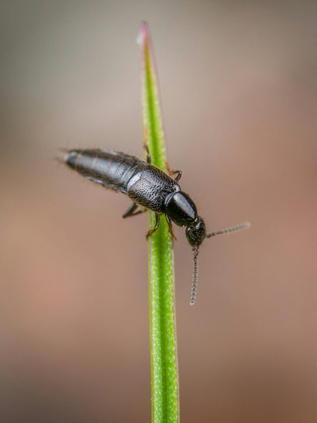 এই মাছির এক কামড়ে অ্যাসিডের মতো পুড়ে যায় ত্বক, কীকরে চিনবেন?