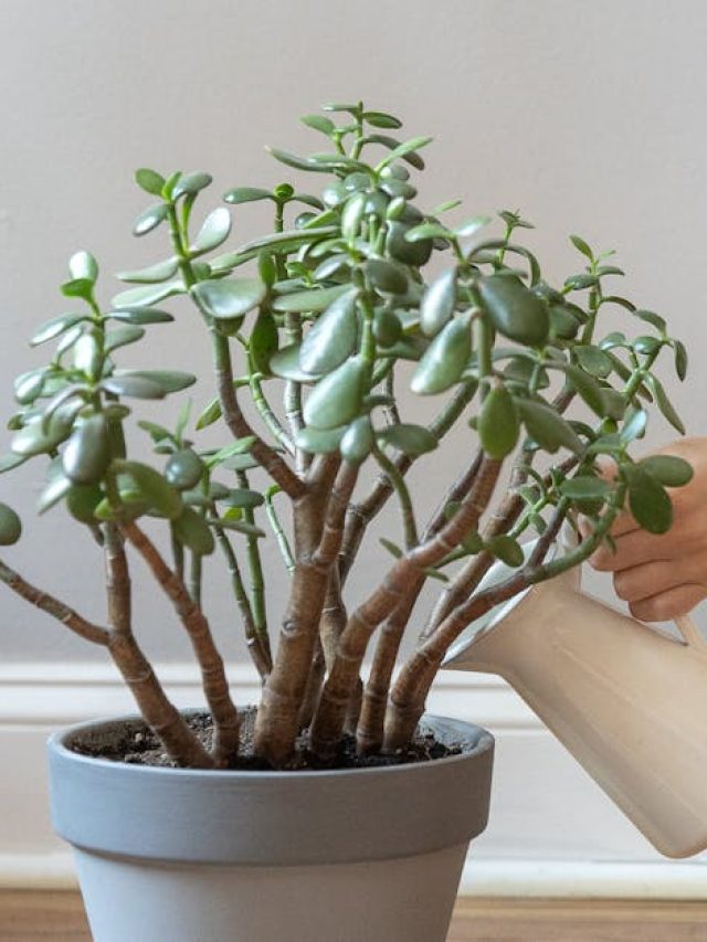 মানি প্ল্যান্টের চেয়েও বেশি টাকা টানে, কপাল ফেরাতে এই গাছ ঘরে  রাখুন