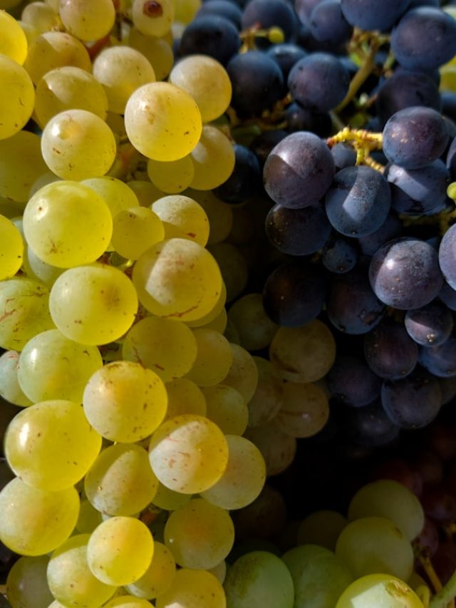 না চেখেই চিনুন মিষ্টি ও রসালো আঙুর, ৫ উপায় জেনে রাখুন