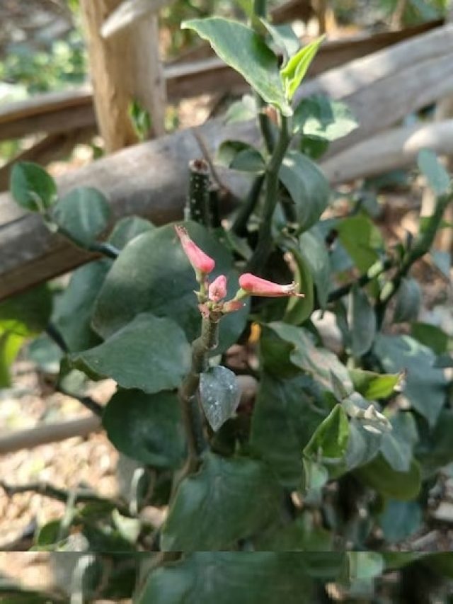 घर में लगा लें ये पौधा, दूर रहेंगे सांप, जानें लगाने का तरीका