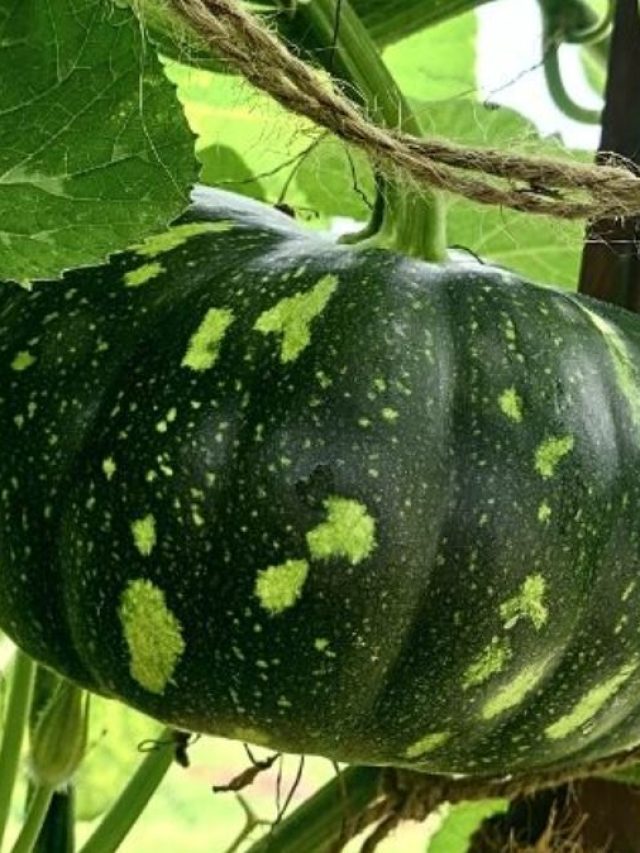 गर्मियों में बढ़ानी है कद्दू की पैदावार? जानिए खाद-पानी देने का सही तरीका