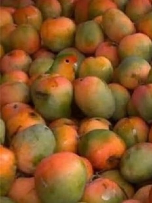 आमों के बीच  छिपा है एक तोता, क्या 10 सेकंड में खोज पाएंगे आप?