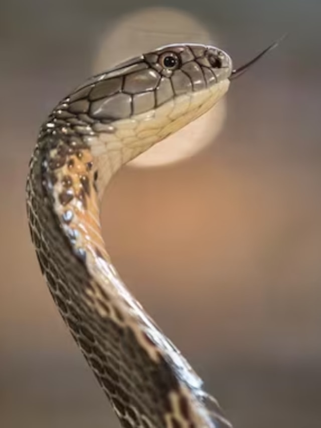 সাপে কামড়ানোর পর প্রথম ১০০ মিনিটই ভাইটাল, এই সময়ে যেটা করবেন