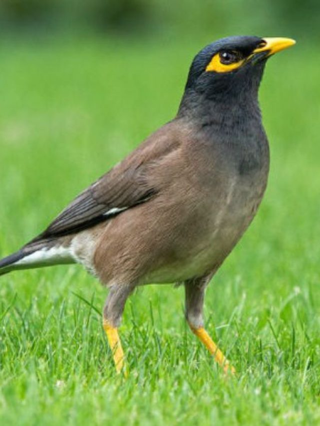 সকালে এক শালিক দেখলে কী হয়? জানুন এখনই