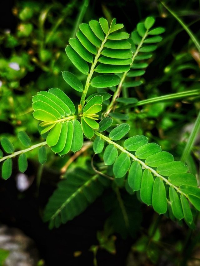 शनि दोष से बचने के लिए लगाएं शमी का पौधा, बस ध्यान में रखें ये बातें