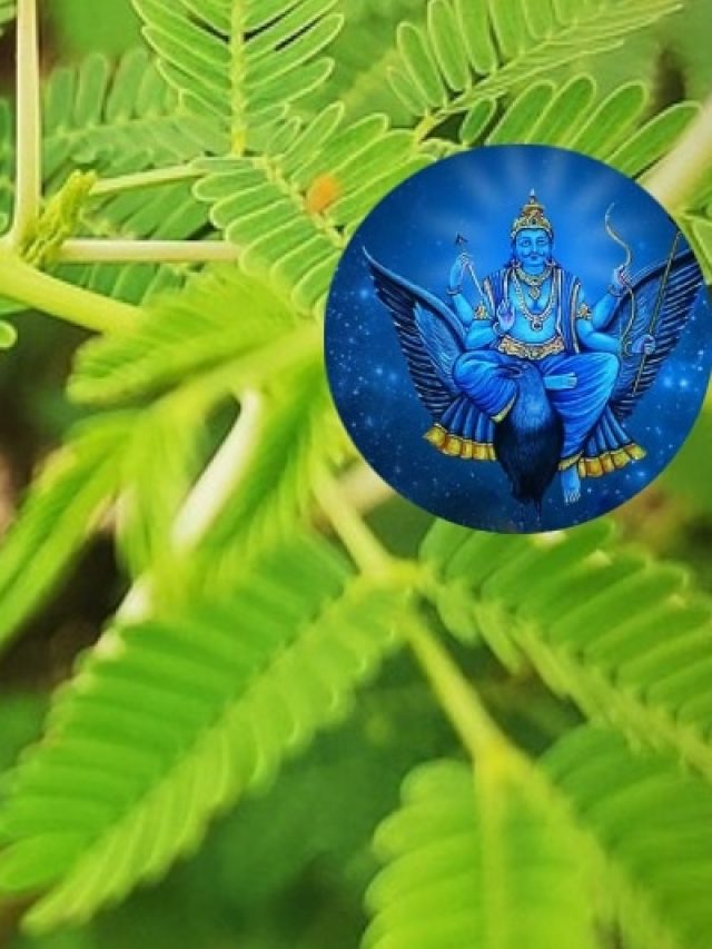 शनि जयंती पर अपनाएं शमी के ये आसान उपाय, दूर होंगी सारी परेशानियां