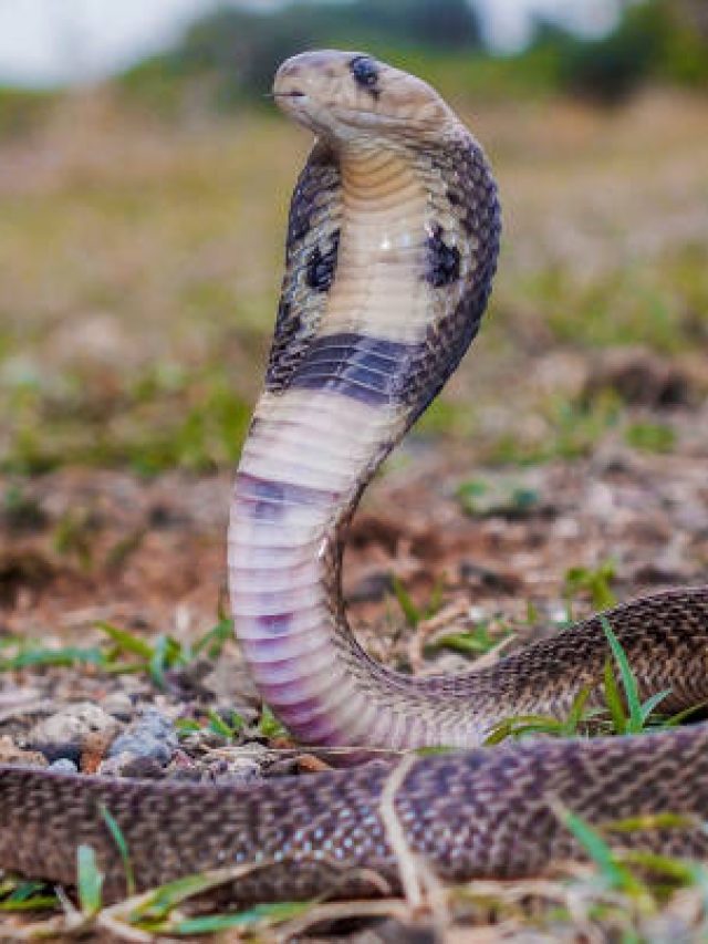 সাপ ভুলেও পা বাড়াবে না, রান্নাঘরের মশলায় ল্যাজ গুটিয়ে পালাবে