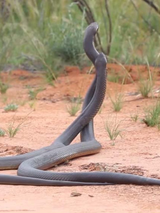 জোড়া সাপের দর্শন পেলেন, কীসের ইঙ্গিত জানেন?