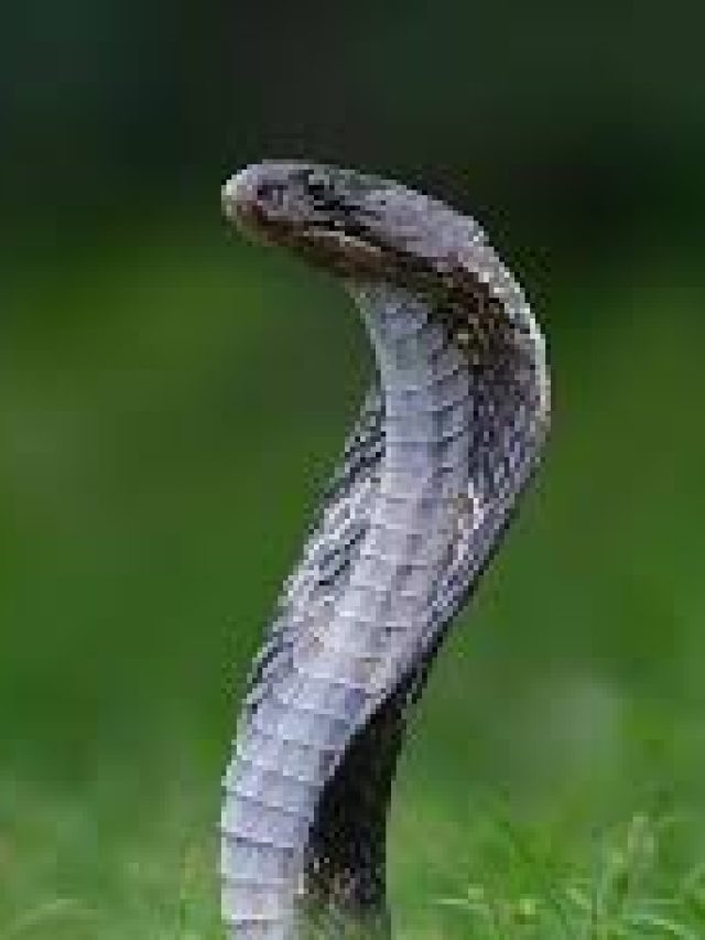 ঘরের কোথায় সাপ ঘাপটি মেরে থাকতে পারে? খুব দরকারি জানা