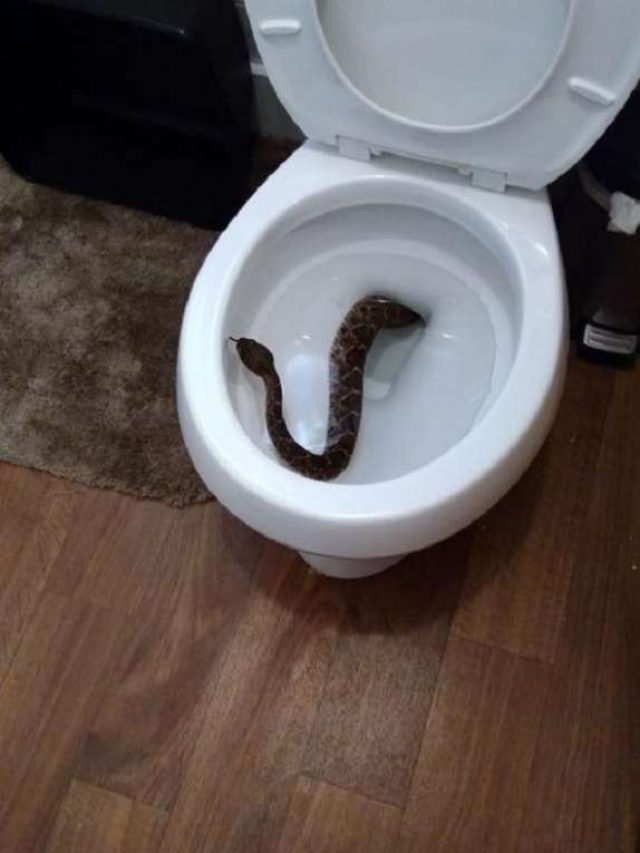 পায়খানার কমোডে সাপ লুকিয়ে আছে! কীভাবে বুঝবেন জানুন