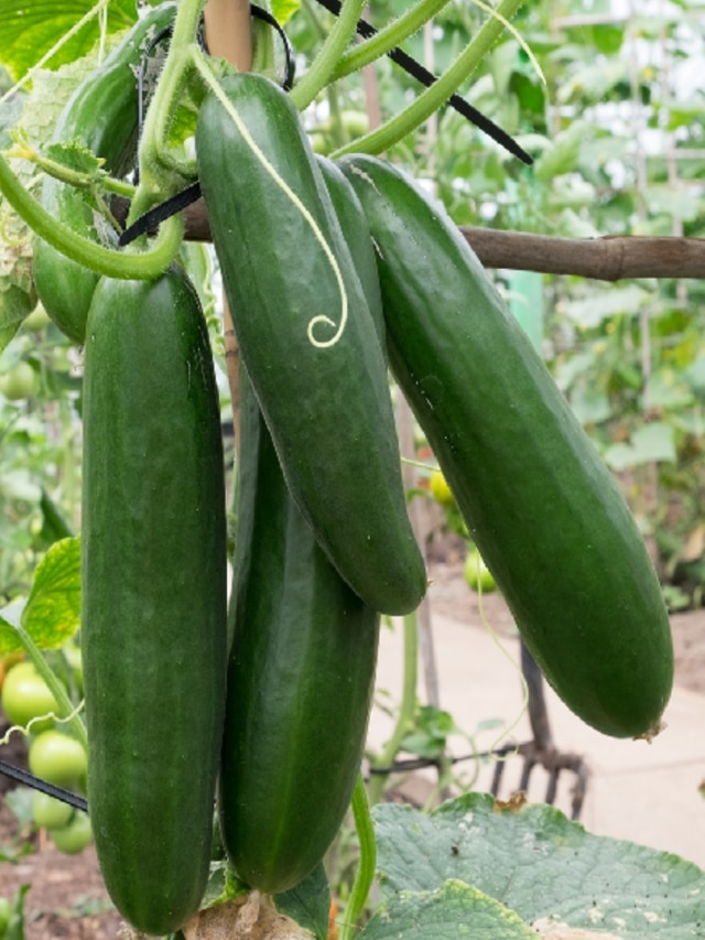 টব লাগবে না, মণ মণ শসা হবে খালি বস্তায়, বাড়িতেই চাষের টিপস