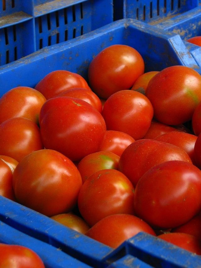 টমেটোকে বাংলায় কী বলে? জানলে হাঁ হবে মুখ