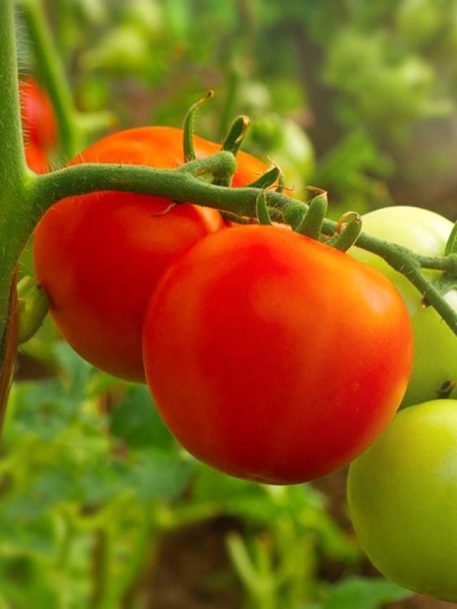 टमाटर के इस किस्म में नहीं होते बीज! अब किसानों को होगा फायदा