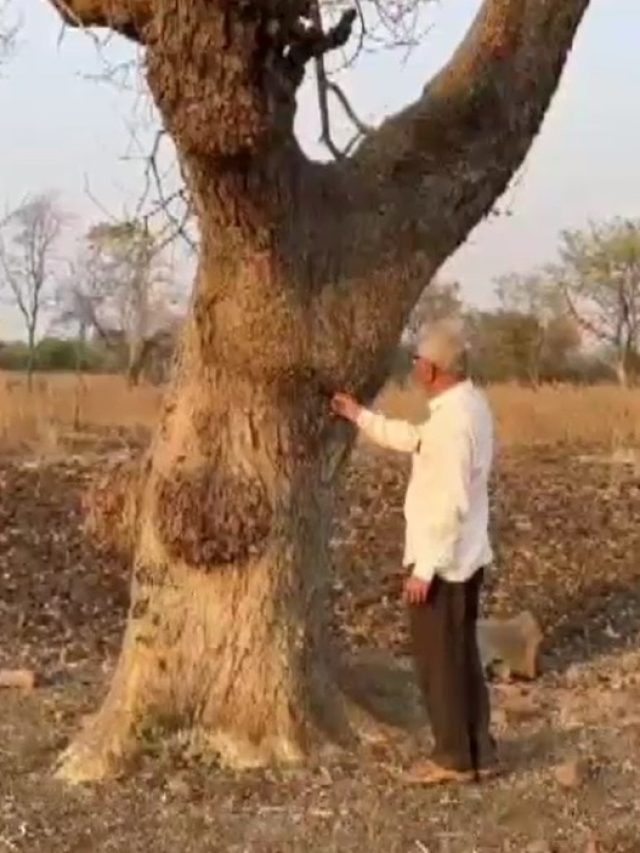 खेत में खड़े एक पेड़ का ₹1 करोड़ मुआवजा, रातोरात करोड़पति बना किसान