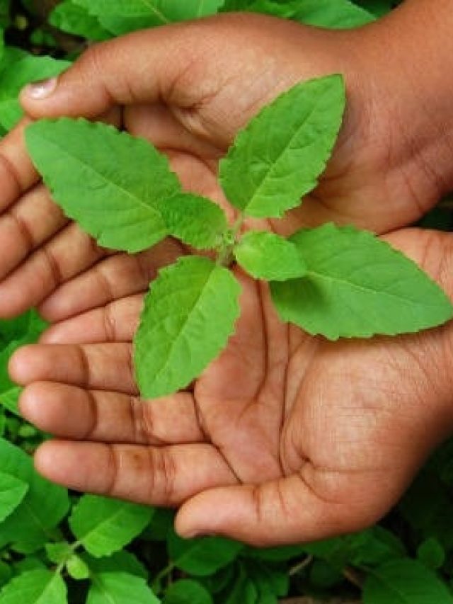 अक्षय तृतीया पर तुलसी से जुड़ी न करें ये गलतियां, मां लक्ष्मी हो जाएंगी नाराज