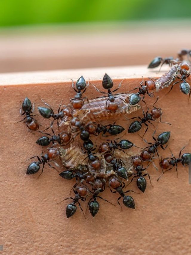 घर में इन 3 जीवों का आना बेहद शुभ, अचानक धन प्राप्ति का देते हैं संकेत