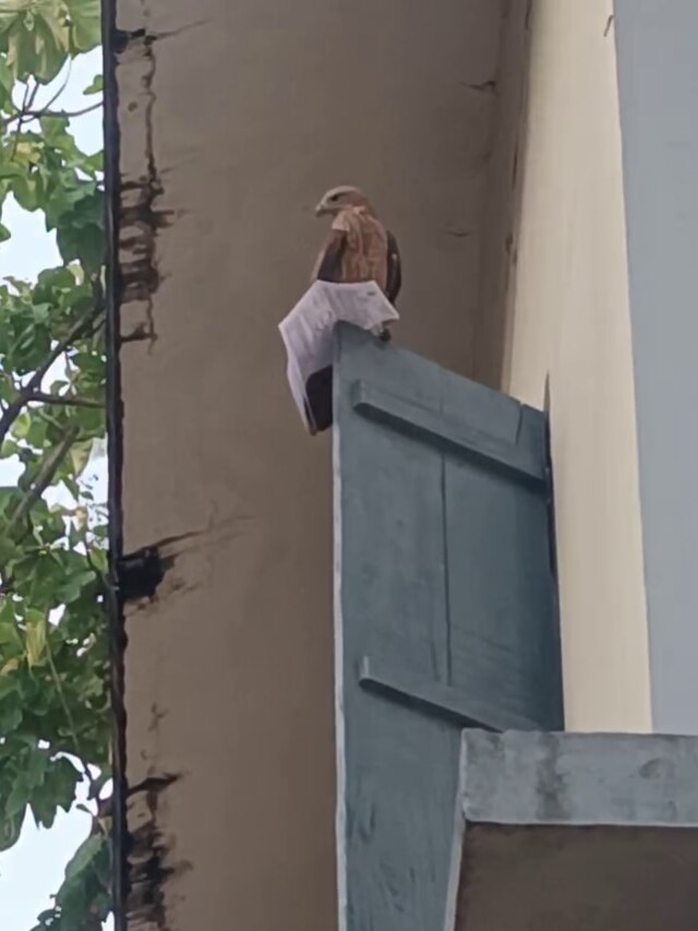 ये क्या... चील के मुंह में एडमिट कार्ड! सरकारी परीक्षा का Video Viral