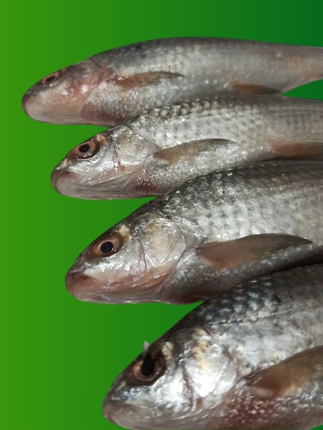 ওমেগা থ্রি-ভিটামিনে ভরপুর সস্তার এই মাছ, নিয়মিত খান তো?