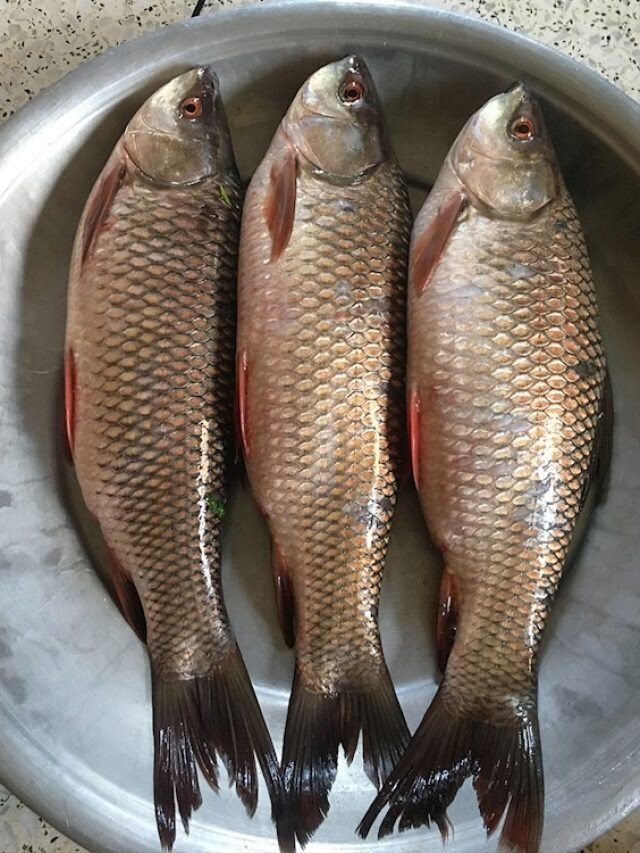 বাজারের মাছ টাটকা তো, কীভাবে চিনবেন? রইল টিপস