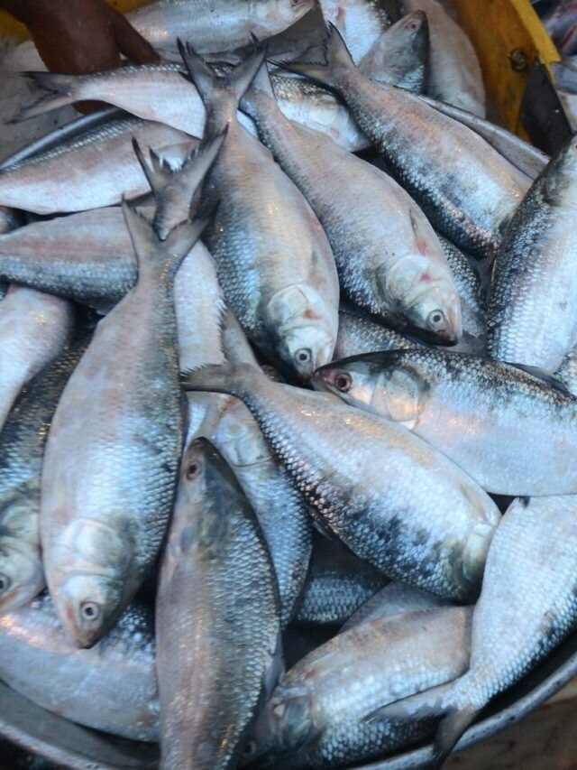 মাছের এই অংশ খেলেই খুলবে বুদ্ধি, টেক্কা দেবেন সবাইকে