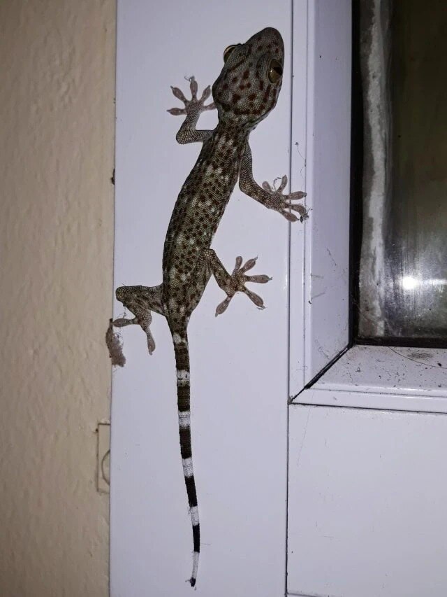 গায়ে টিকটিকি পড়া কি শুভ? জেনে নিন