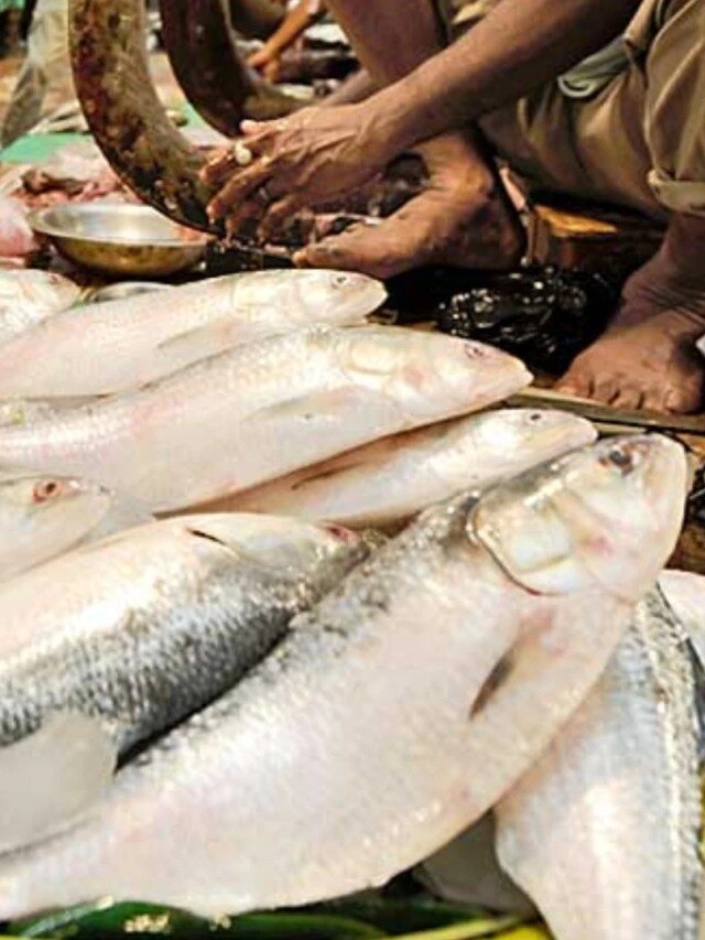 জামাইষষ্ঠীতে কিনুন আসল ইলিশ, রইল চেনার উপায়