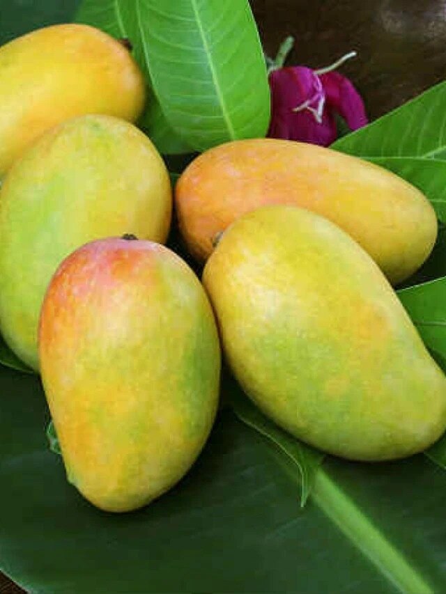 ভুলেও খাবেন না আমের এই অংশ, বিষের সমান