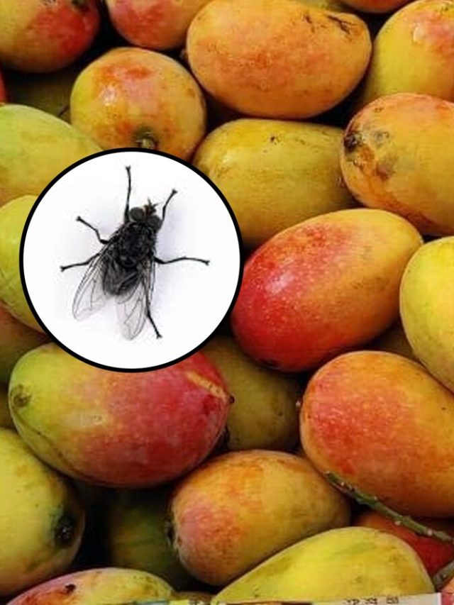 আমে ফরম্যালিন মেশানো? চিনিয়ে দেবে কুনো মাছি, ট্রিকস