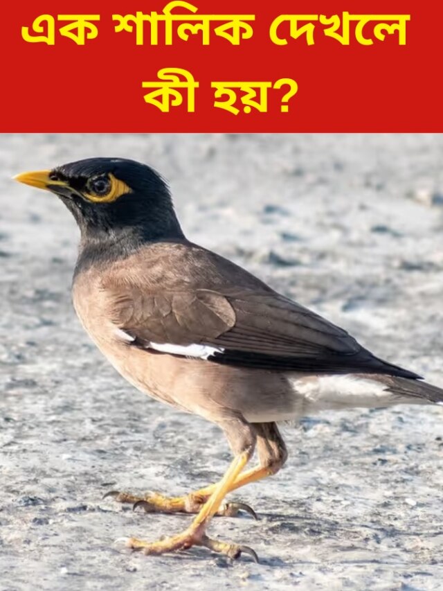 বাড়ি থেকে বেড়িয়েই এক শালিক দেখলে কী হয়?