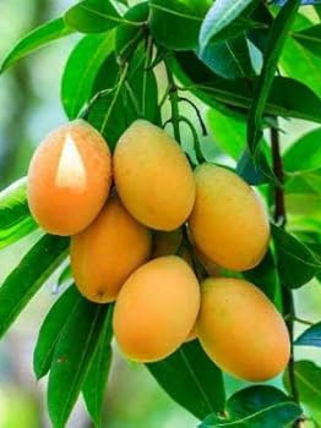 এই আম নবাব সিরাজ-উদ-দৌলার প্রিয় ছিল, নাম জানেন-খেয়েছেন?