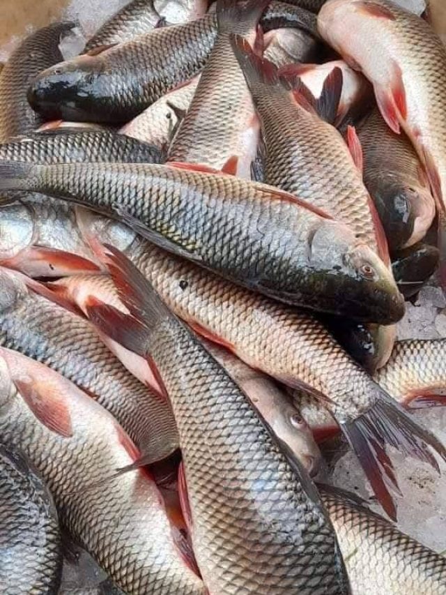 আপনার চেনা এই ৪ মাছে বিষ আছে, খেলেই ধীরে ধীরে মরবেন