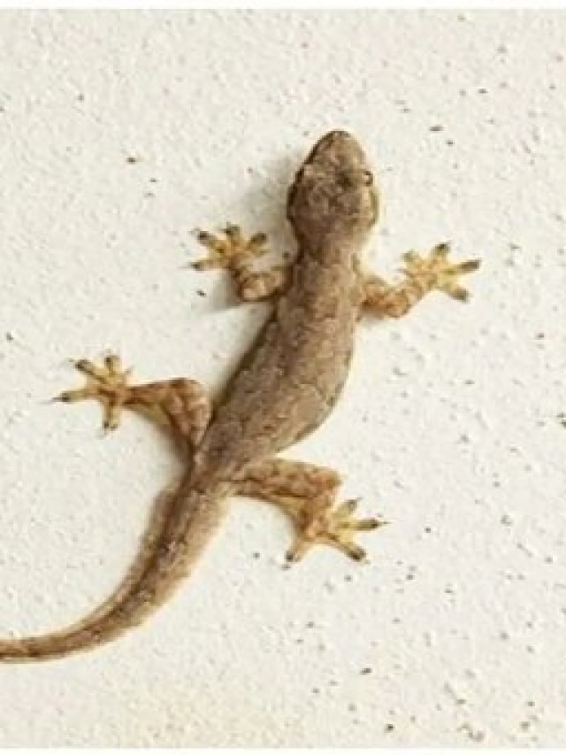 সত্যি কথা বললেই টিকটিকি ‘টিক টিক’ করে ডাকে কেন?