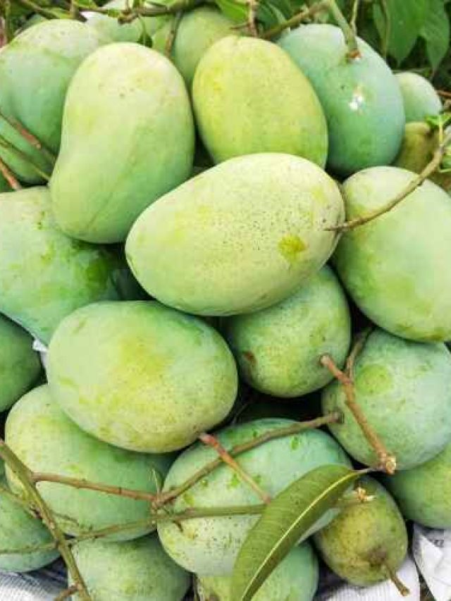 আমের নাম ফজলি হল কেন? জানুন মজার সেই কাহিনি