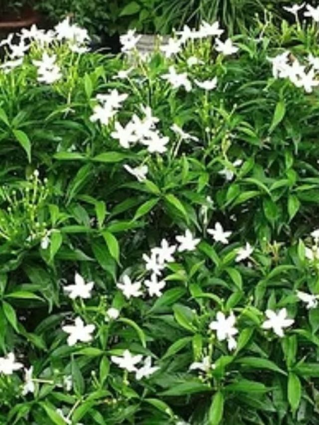 বাড়িতে টগর ফুলের গাছ থাকলে কী হয়? জানুন বাস্তুর তাৎপর্য