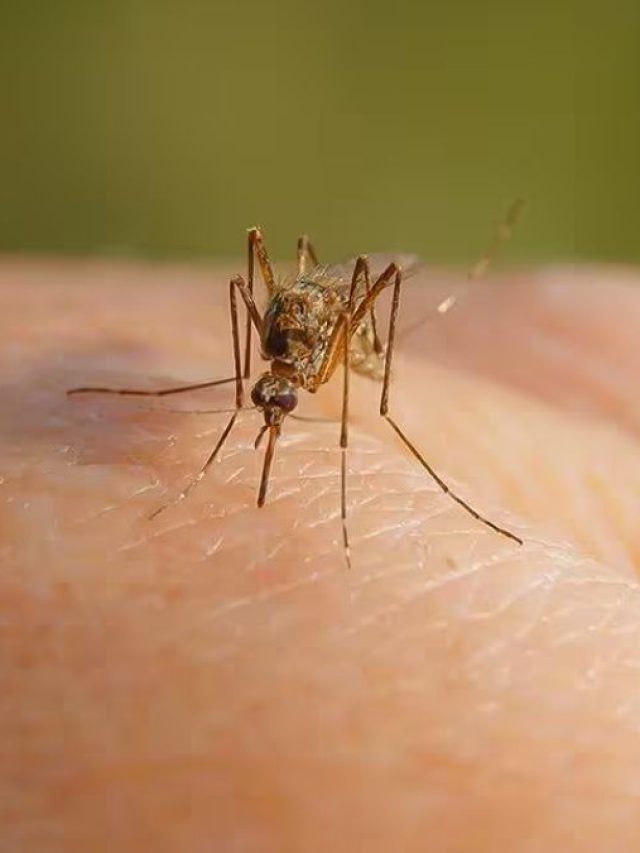 লাগবে প্লাস্টিকের ক্যারি ব্যাগ আর জল, এই দুটোই দিয়েই মশা তাড়ান