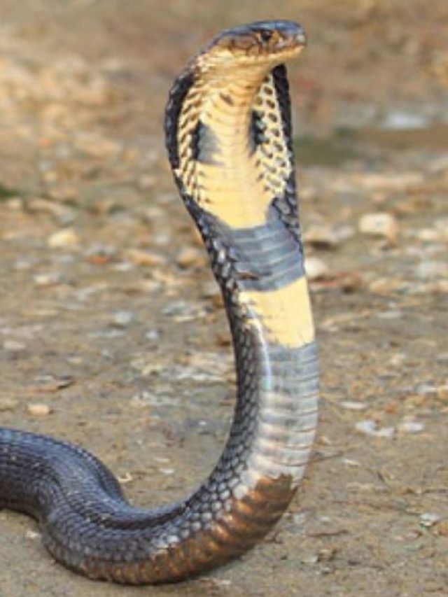 সাপ কি প্রতিশোধ নেওয়ার জন্য শত্রুর মুখ মনে রাখে?