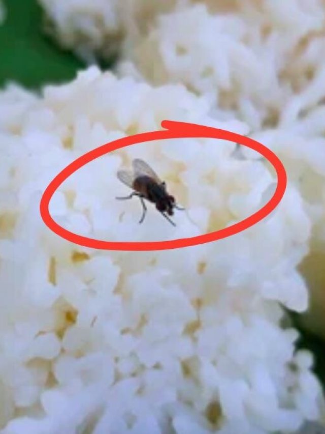 খাওয়ার সময় খাবারে হঠাৎ মাছি পড়ে গেল, কীসের ইঙ্গিত জানেন?