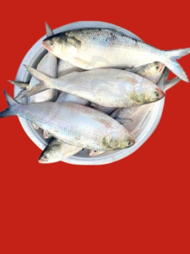 ঠিক কোন সাইজের ইলিশ সবচেয়ে টেস্টি হয়? জেনে রাখলে ঠকবেন না