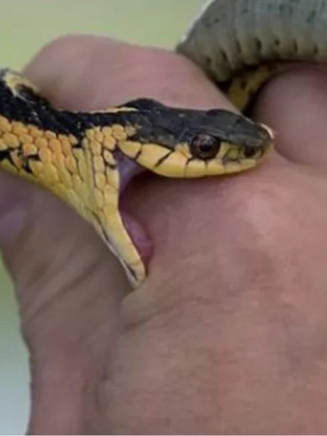 সাপের কাটা মাথাও কামড়াতে পারে, কতটা বিপজ্জনক তা জানুন