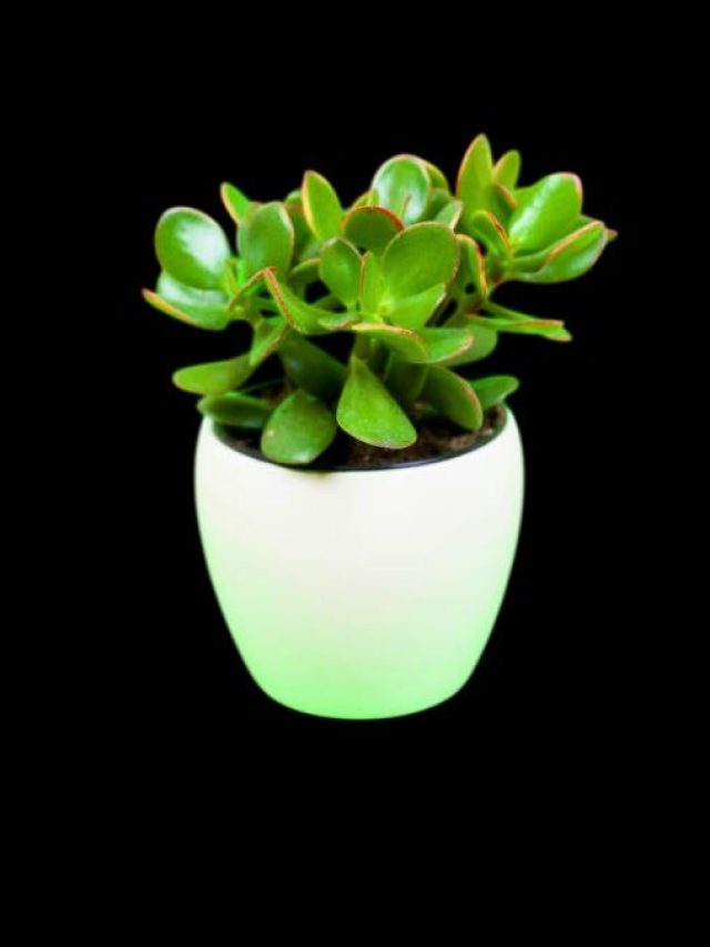 এই গাছটা টাকা টানে, বাড়ির এদিকটাই লাগালেই খেলা শুরু