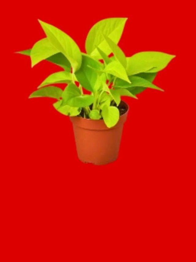 বাড়িতে রাখা মানি প্ল্যান্ট হঠাৎ শুকিয়ে যাচ্ছে, কীসের ইঙ্গিত জানেন?